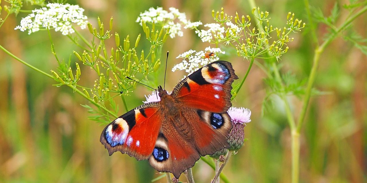 What It Means Seeing Butterflies With Manifestation