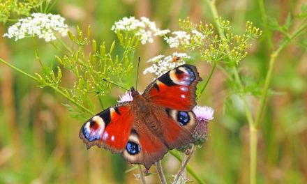 What It Means Seeing Butterflies With Manifestation