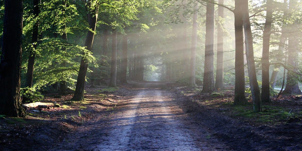 Clean Your Mind By Forest Bathing