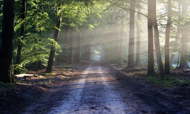 Clean Your Mind By Forest Bathing